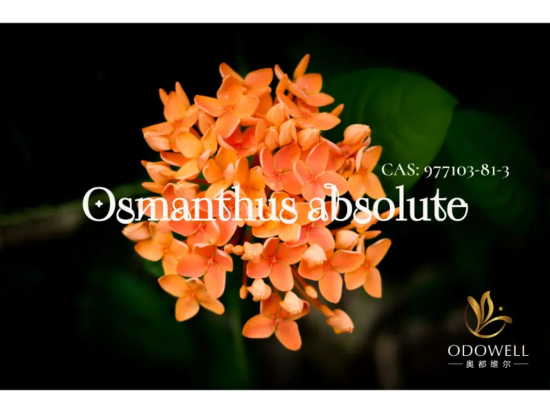 Osmanthus Absolute - মার্জিত ওরিয়েন্টাল ফুলের জন্য ODOWELL এর প্রাকৃতিক স্বাক্ষর